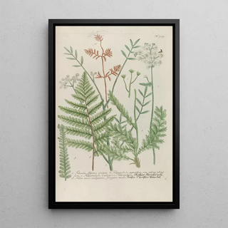 Johann Wilhelm Weinmann - Phytanthoza iconographia Pl232.webp