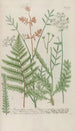 Phytanthoza iconographia Pl232 - Johann Wilhelm Weinmann — weergave van het kunstwerk