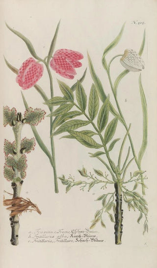 Johann Wilhelm Weinmann - Phytanthoza iconographia Pl238.webp