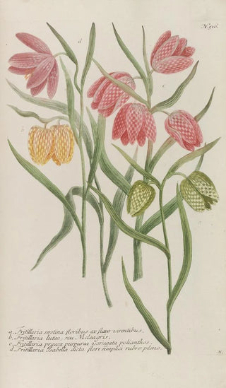 Johann Wilhelm Weinmann - Phytanthoza iconographia Pl239.webp