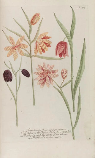 Johann Wilhelm Weinmann - Phytanthoza iconographia Pl240.webp