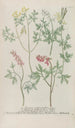 Phytanthoza iconographia Pl243 - Johann Wilhelm Weinmann — weergave van het kunstwerk