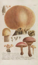 Phytanthoza iconographia Pl246 - Johann Wilhelm Weinmann — weergave van het kunstwerk