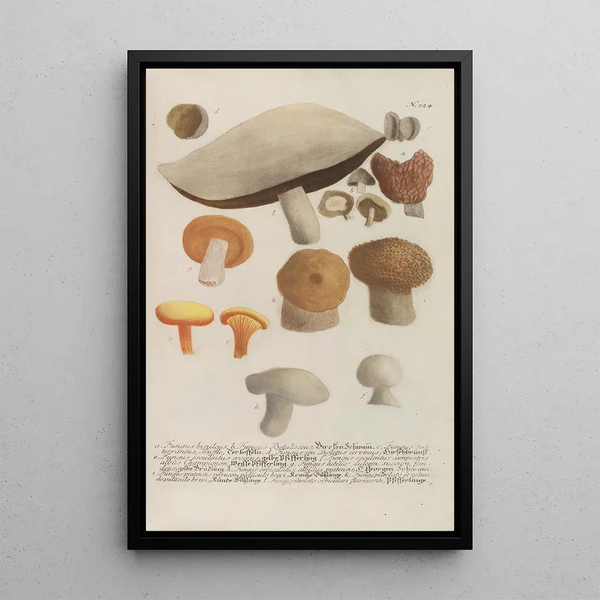 Johann Wilhelm Weinmann - Phytanthoza iconographia Pl247.webp