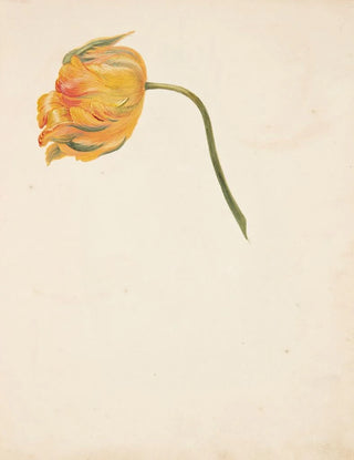 Johanna Fosie - Studie af gul tulipan.webp