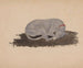 slapende hond - Johannes Tavenraat — weergave van het kunstwerk