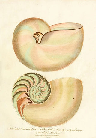 John Chapman - Encyclopaedia londinensis Conchology Pl 02.webp