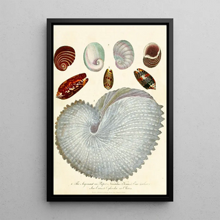 John Chapman - Encyclopaedia londinensis Conchology Pl 04.webp