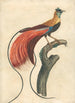 Oiseau de paradis à plumes rouges Paradisea Apoda Raggiana sud-est de la Nouvelle-Guinée - John Collet — weergave van het kunstwerk