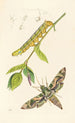 Entomologie britannique - John Curtis — weergave van het kunstwerk