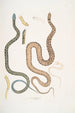 Serpent du Bengale Coluber Bengalensis 47 Serpent losangé Coluber rectangulus - John Edward Gray — weergave van het kunstwerk
