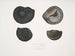 Ammonites népalensis Ammonites wallichii Ammonites tenuistnata - John Edward Gray — weergave van het kunstwerk