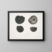 Ammonites népalensis Ammonites wallichii Ammonites tenuistnata - John Edward Gray — ingelijst kunstwerk aan de muur