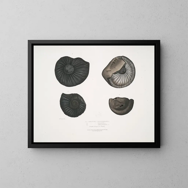 Ammonites népalensis Ammonites wallichii Ammonites tenuistnata - John Edward Gray — ingelijst kunstwerk aan de muur