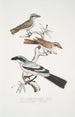2 Pie-grièche Keroula Keroula Indica 1 Mannelijk 2 Vrouwelijk 3 Grote pie-grièche indienne Lanius Burra - John Edward Gray — weergave van het kunstwerk