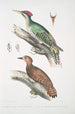 Pic de l'Almorah Picus dimidiatus 2 Pic indien roux Picus rufus - John Edward Gray — weergave van het kunstwerk