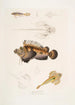 Anaora barbu Amora tentaculata amboina 2 Pelors de Cuvier Pelors Cuvieri 3 Dragonnet à épines fourchues Callionymus serrato spinosus - John Edward Gray — weergave van het kunstwerk