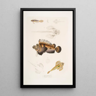 John Edward Gray - 1 Bearded Anaora Amora tentaculata amboina 2 Cuviers Pelors Pelors Cuvieri 3 Forked Spined Dragonette Callionymus serrato spinosus.webp