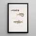 Diploptère magnifique Diplopterus pulcher Taille naturelle 2 Tétrodon à tête lisse Tetraodon leiopleura Oceaan Indië - John Edward Gray — ingelijst kunstwerk aan de muur