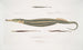 Syngnathe Carcé Poisson-tuyau Syngnathus Carce 2 Syngnathe Banded Poisson-tuyau Syngnathus faciatus 3 Syngnathe Hardwicke Poisson-tuyau Syngnathus Hardwickii - John Edward Gray — weergave van het kunstwerk