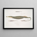 Syngnathe Carcé Poisson-tuyau Syngnathus Carce 2 Syngnathe Banded Poisson-tuyau Syngnathus faciatus 3 Syngnathe Hardwicke Poisson-tuyau Syngnathus Hardwickii - John Edward Gray — ingelijst kunstwerk aan de muur