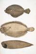 Plie chinoise Platessa Chinensis 2 Plie du Dr Russell Platessa Russellii 3 Zeef zonder vinnen met korte lijnen Plagusia abbreviata China - John Edward Gray — weergave van het kunstwerk