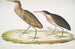 van de Heron kaneel Ardea cinnamonea 1 Heron met gele hals Ardea flavicollis - John Edward Gray — weergave van het kunstwerk