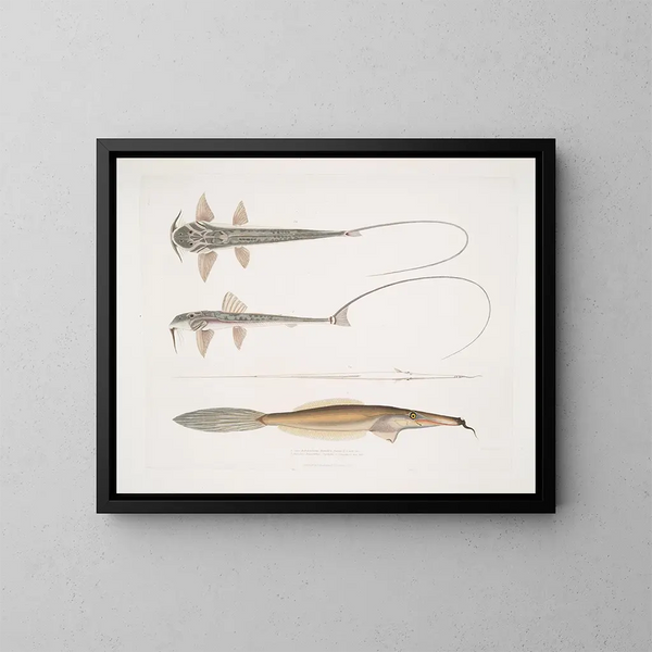 van het Sisor Sisor Rabdophorus Janma Poisson-filet barb Balistes Anacanthus barbatus coach ritsserpent schilderij door John Edward Gray — ingelijst kunstwerk aan de muur