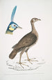 Francolin concentrique femelle Perdix concentrica 2 Paon javanais Pavo muticus Tête - John Edward Gray — weergave van het kunstwerk