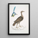 Francolin concentrique femelle Perdix concentrica 2 Paon javanais Pavo muticus Tête - John Edward Gray — ingelijst kunstwerk aan de muur