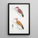 Pic cramoisi Picus mineatus 2 Pic indien à trois doigts Picus Tiga 3 Une tête de femelle - John Edward Gray — ingelijst kunstwerk aan de muur