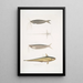 Acanthonote van Cuvier Silurus Acanthonotus Cuvieri 2 Ailia du Bengale Malapterus Ailia Bengalensis - John Edward Gray — ingelijst kunstwerk aan de muur