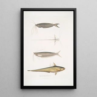 John Edward Gray - 1 Cuviers Acanthonotus Silurus Acanthonotus Cuvieri 2 Bengal Ailia Malapterus Ailia Bengalensis.webp