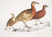 Cryptonyx ferrugineux Cryptonyx ferrugineus 2 Francolin à long bec Francolinus longinostris - John Edward Gray — weergave van het kunstwerk