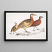 Cryptonyx ferrugineux Cryptonyx ferrugineus 2 Francolin à long bec Francolinus longinostris - John Edward Gray — ingelijst kunstwerk aan de muur