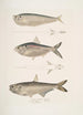 Ramcarata Apterygia Ramacarata 2 Chapra Shad Alosa Chapra 3 Lange kaakharing van Hamilton Thrissa Hamiltonii - John Edward Gray — weergave van het kunstwerk