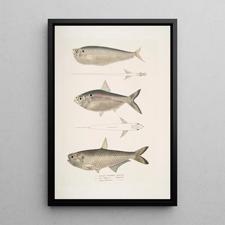 John Edward Gray - 1 Finless Ramcarata Apterygia Ramacarata 2 Chapra Shad Alosa Chapra 3 Dr Hamiltons Long Jawed Herring Thrissa Hamiltonii.webp