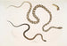 Gocool Dipsas Dipsus Dipsas Gocool 2 Lycodon met zwarte kop Lycodon melanocephalus - John Edward Gray — weergave van het kunstwerk