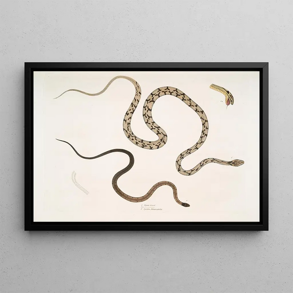 John Edward Gray - 1 Gocool Dipsas Dipsus Dipsas Gocool 2 Black Headed Lycodon Lycodon melanocephalus.webp