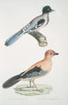 Geai gularis Garrulus gularis 2 Beau geai Garrulus ornatus Taille naturelle - John Edward Gray — weergave van het kunstwerk