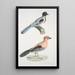 Geai gularis Garrulus gularis 2 Beau geai Garrulus ornatus Taille naturelle - John Edward Gray — ingelijst kunstwerk aan de muur