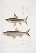 Carpe de Hamilton Cyprinus Bangana Hamiltonii Taille naturelle 2 Carpe Goha Cyprinus Leuciscus Goha - John Edward Gray — weergave van het kunstwerk