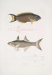 Julis de Hardwicke Julis Hardwickii 2 Poisson paradis à nageoires courtes Polynemus Teria - John Edward Gray — weergave van het kunstwerk