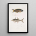 Julis de Hardwicke Julis Hardwickii 2 Poisson paradis à nageoires courtes Polynemus Teria - John Edward Gray — ingelijst kunstwerk aan de muur