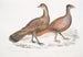 Hardwicke's Polyplectron schilderij, Polyplectron hardwickii kip, China, Brit Museum 2. Francolin bai, Francolin met veel kammen - John Edward Gray — weergave van het kunstwerk