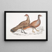Hardwicke's Polyplectron schilderij, Polyplectron hardwickii kip, China, Brit Museum 2. Francolin bai, Francolin met veel kammen - John Edward Gray — ingelijst kunstwerk aan de muur