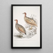 Francolin de Hepburn Perdix Hepburnii 2 Perdix Hepburnii var Pallida odypore - John Edward Gray — ingelijst kunstwerk aan de muur