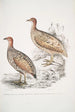 Francolin de Hepburn Perdix Hepburnii 2 Perdix Hepburnii var Pallida odypore - John Edward Gray — weergave van het kunstwerk