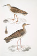 Bécasseau indien Totanus Indicus 2 Bécassine Bhegondee Bhegondic Limosa Hardwickii - John Edward Gray — weergave van het kunstwerk