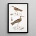Bécasseau indien Totanus Indicus 2 Bécassine Bhegondee Bhegondic Limosa Hardwickii - John Edward Gray — ingelijst kunstwerk aan de muur